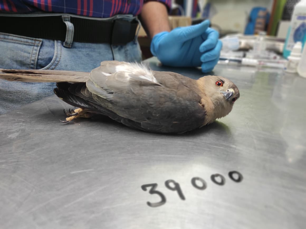 Bird Number 39,000 — A Shikra Finds Her Way Home