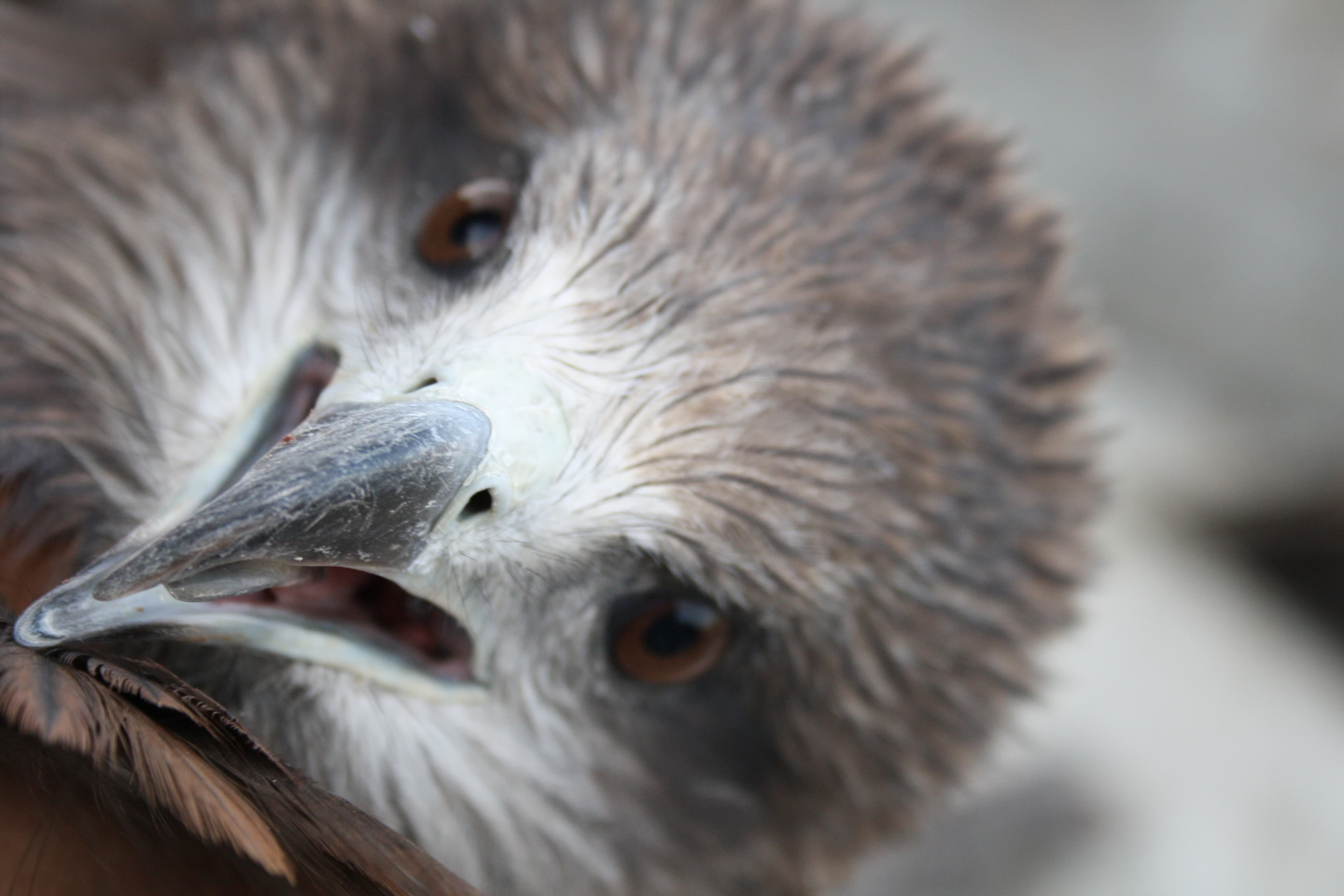 Black Eared Kite — photo 2