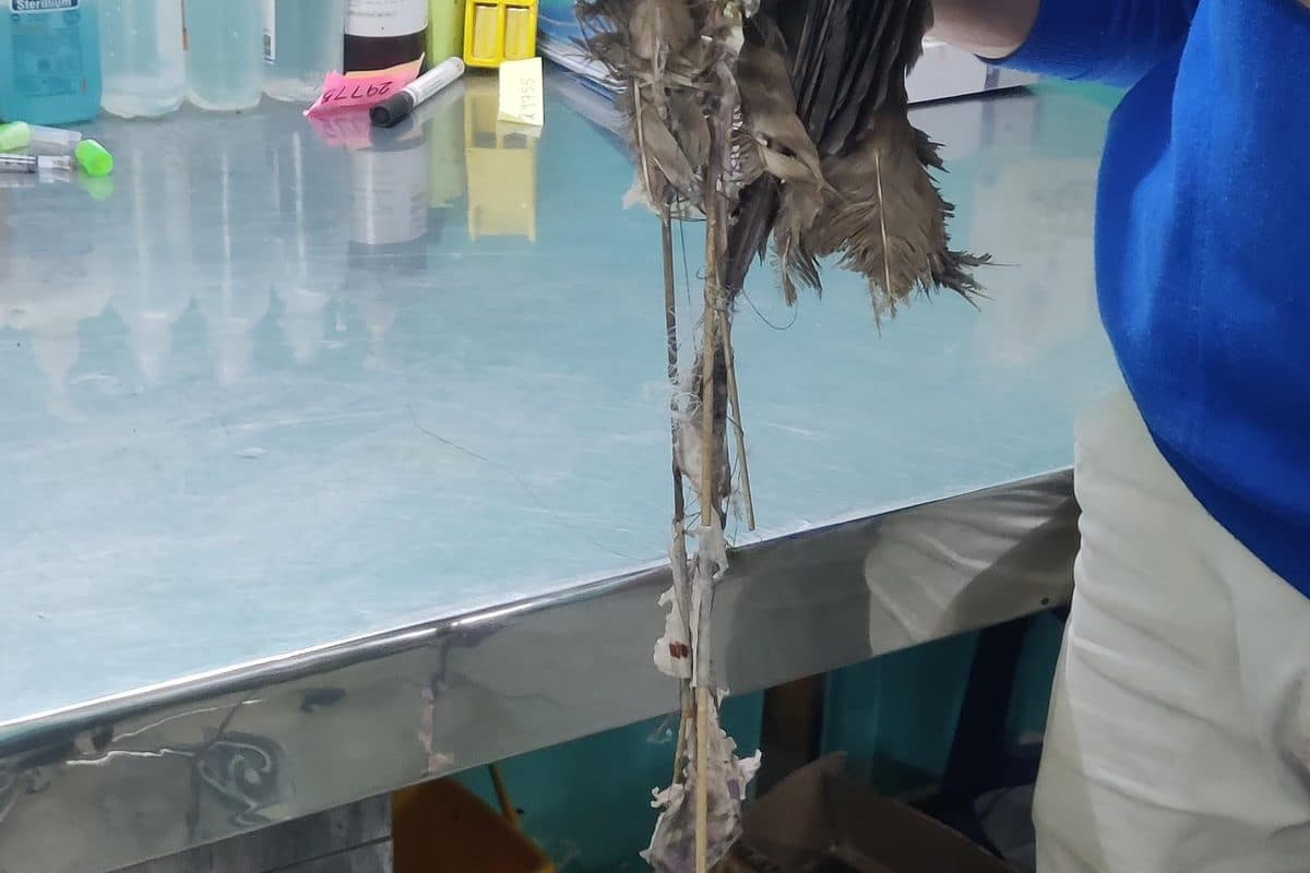 Black Kite (Juvenile) — photo 2