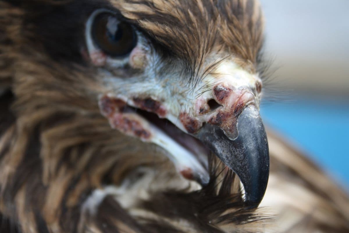 Juvenile Black Kite with avian pox lesions — warty growths visible around the beak and cere area