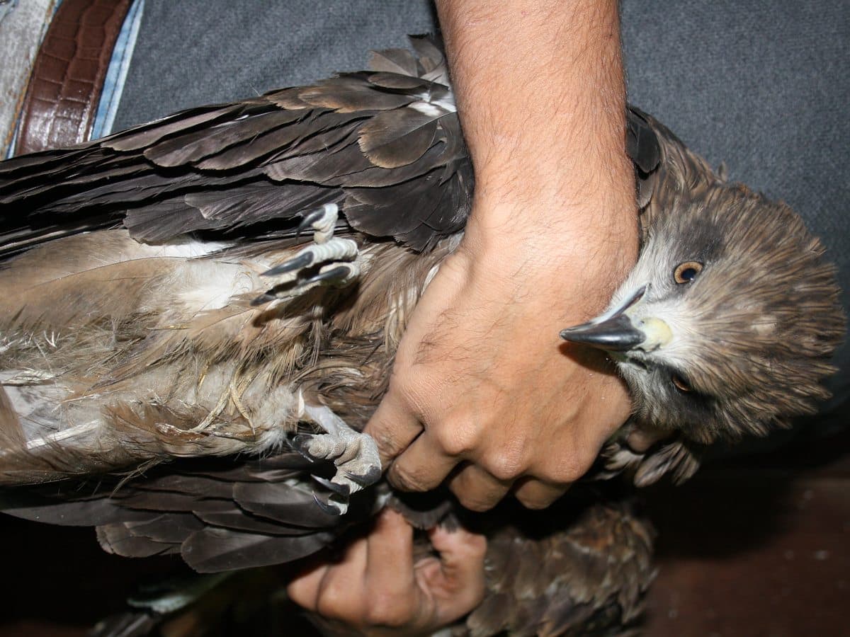 Methane Burn — Black Eared Kite