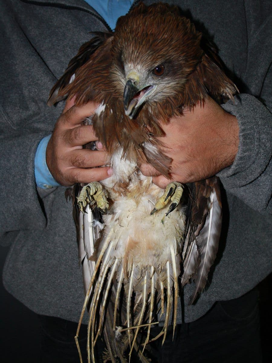 Methane burn case — close-up of burn wounds being assessed at Wildlife Rescue