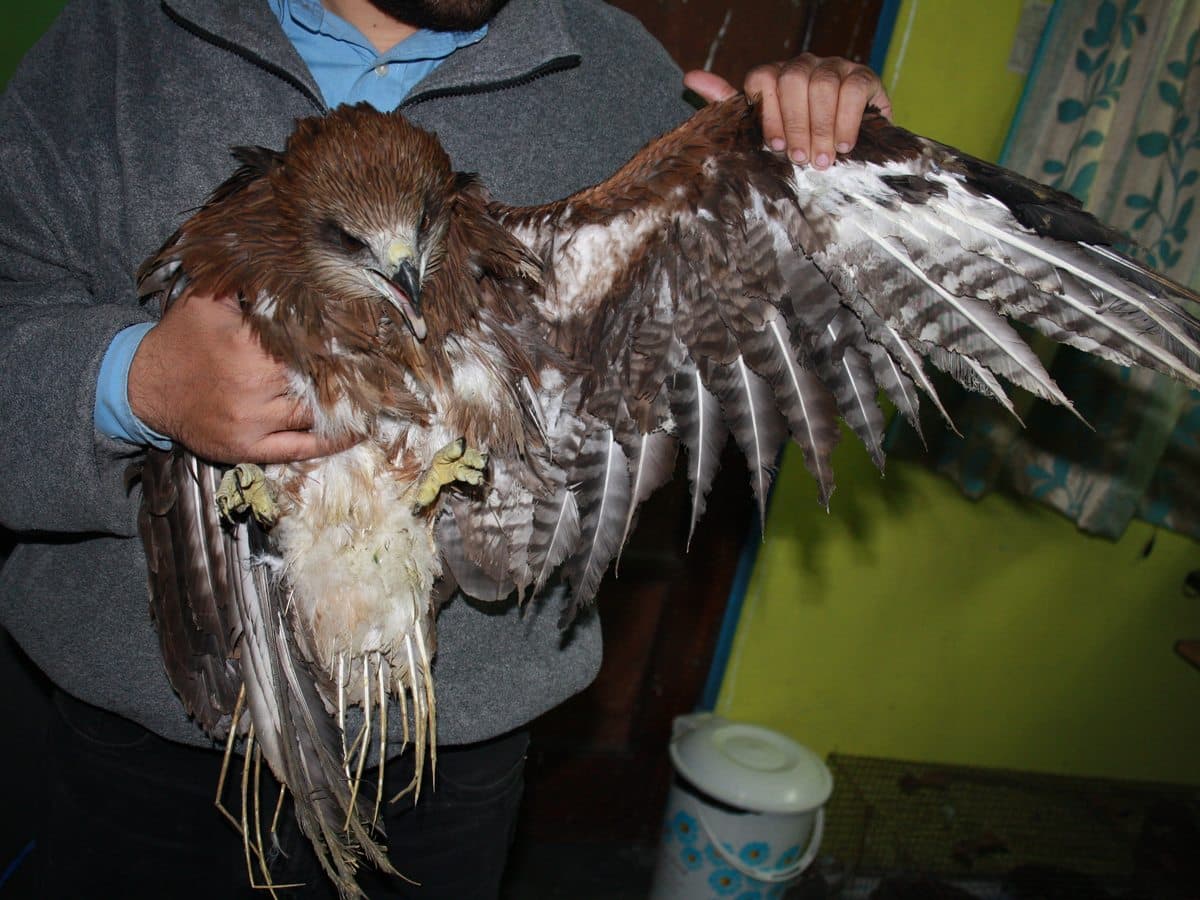 Raptor recovering from methane burn injuries — treatment in progress at Wildlife Rescue clinic