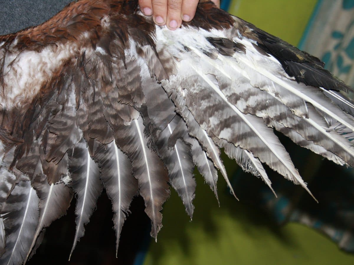 Bird with methane burn damage to wing and body — Wildlife Rescue clinic, early case