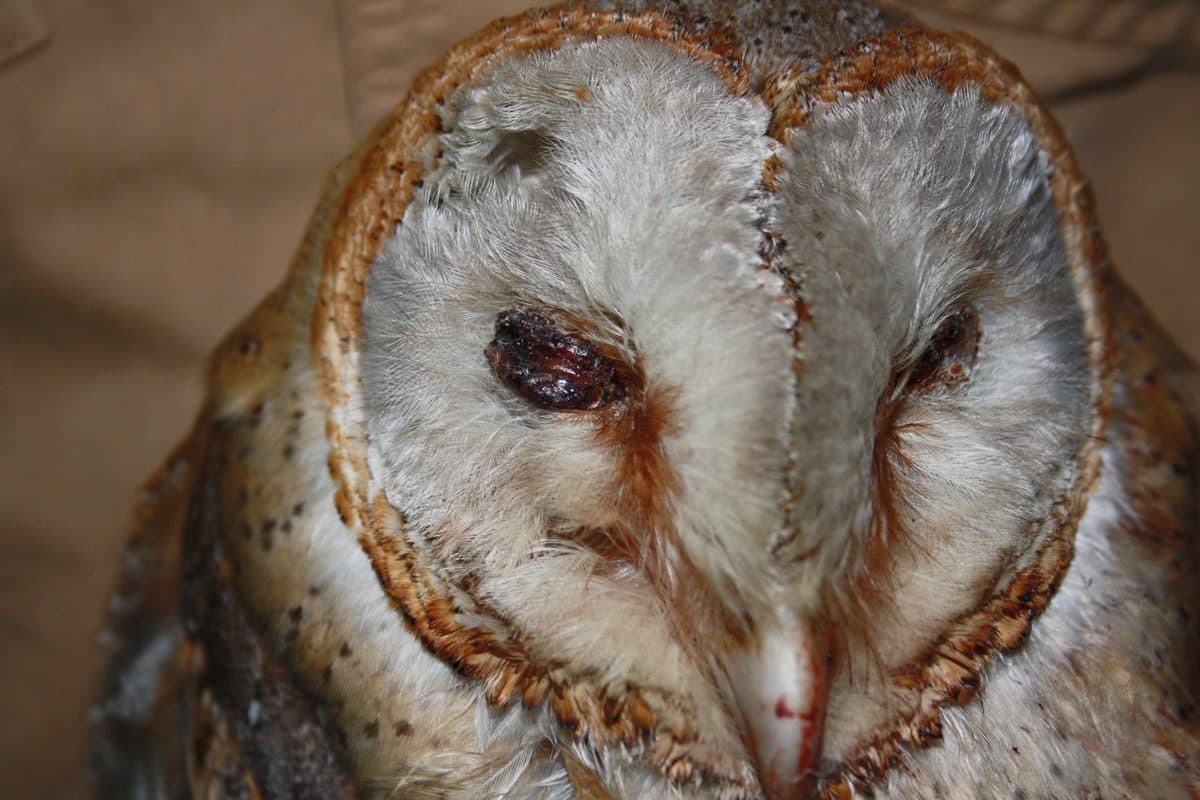 Close-up of infected eye wound on Barn Owl