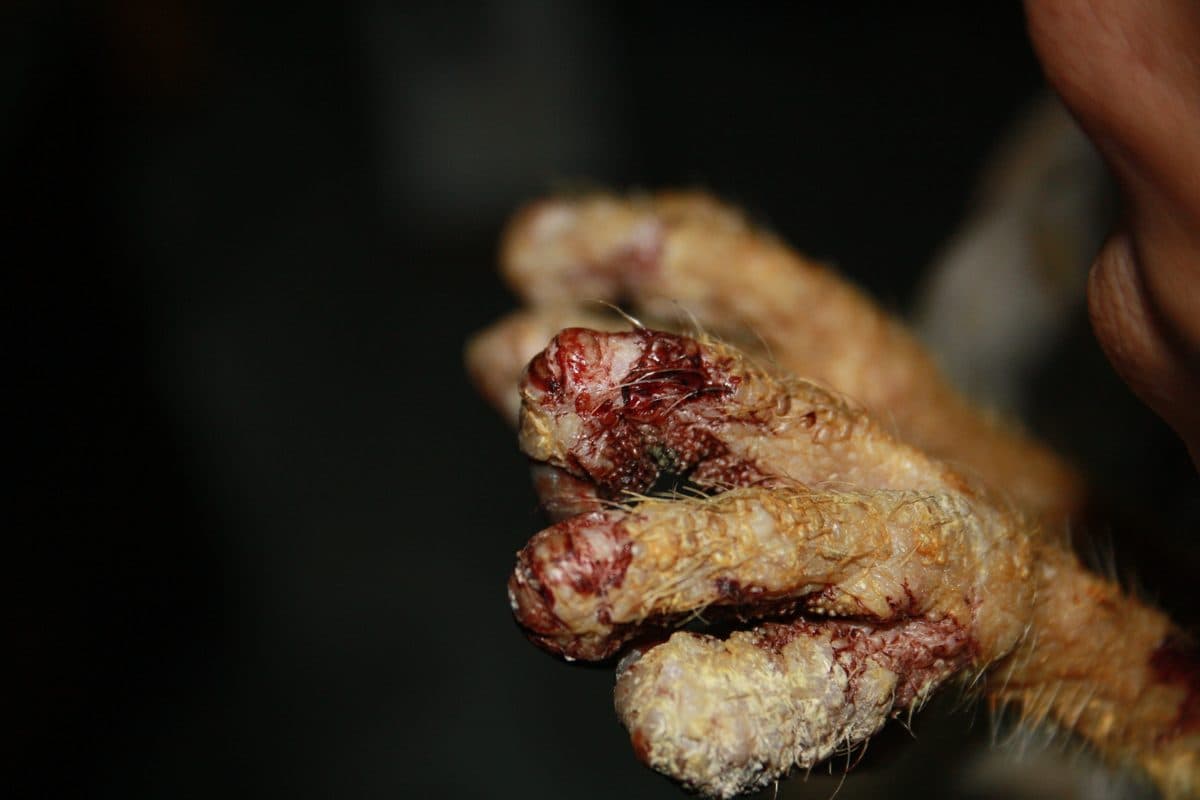 Infected feet showing tissue damage from septicemia