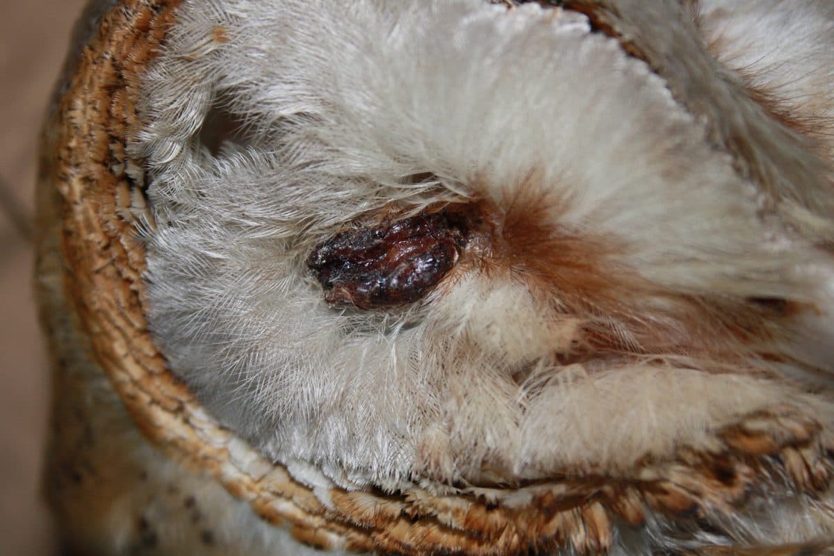 Examining infected raptor feet during treatment
