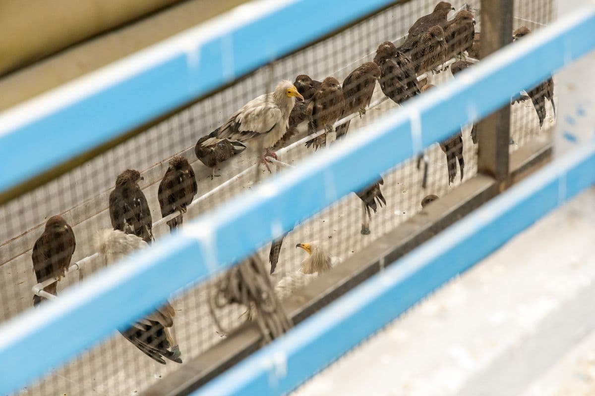 Raptors perched on rails inside a recovery enclosure — Black Kites and Egyptian Vultures behind protective mesh at Wildlife Rescue