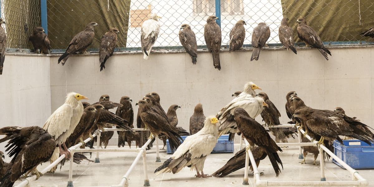 Large flight aviary filled with dozens of raptors including Black Kites and Egyptian Vultures perched at multiple levels at Wildlife Rescue