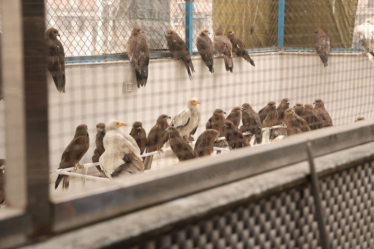 Raptors including Egyptian Vultures and Black Kites perched together in an aviary enclosure viewed through mesh at Wildlife Rescue