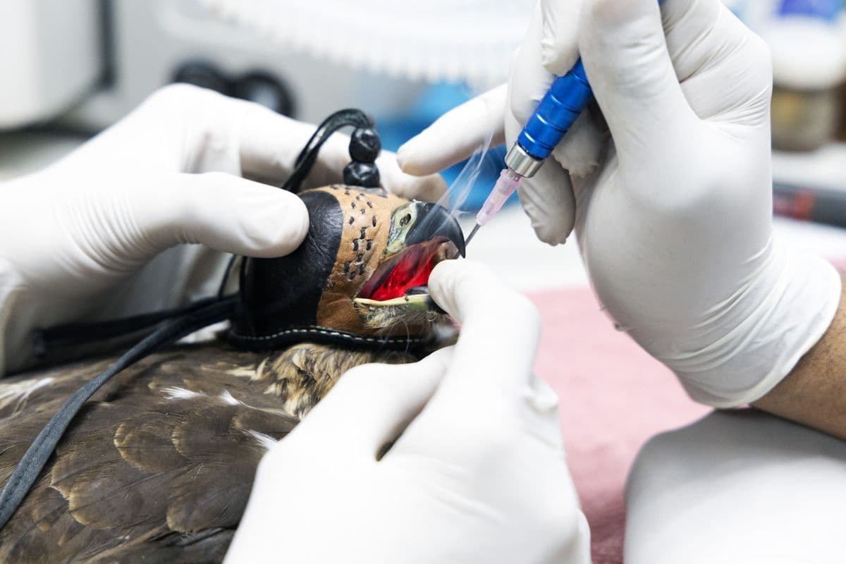 Close-up of laser surgical procedure on a raptor at Wildlife Rescue