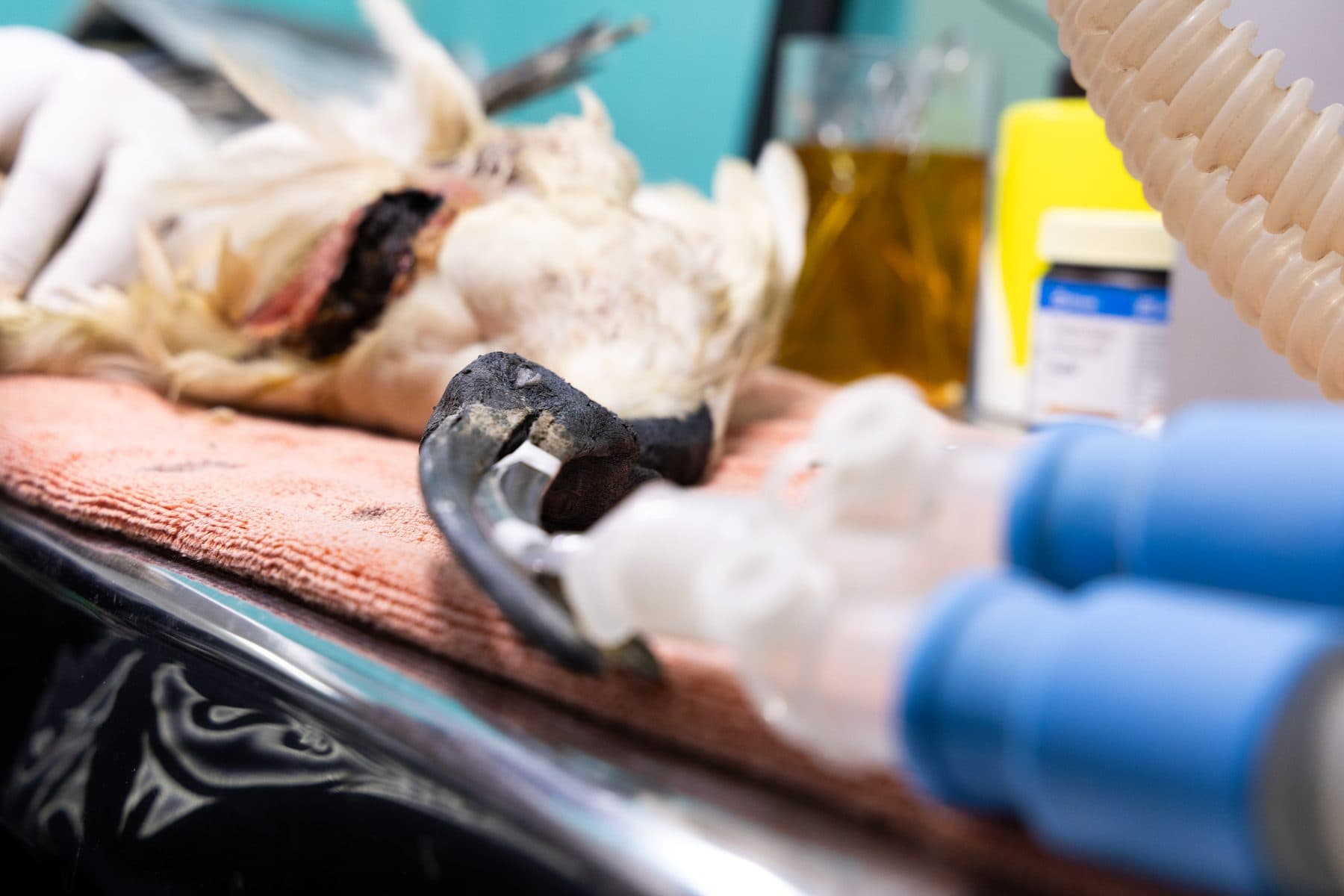 Black Headed Ibis Under Anesthesia