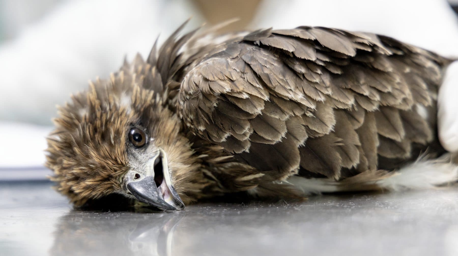 Black Kite