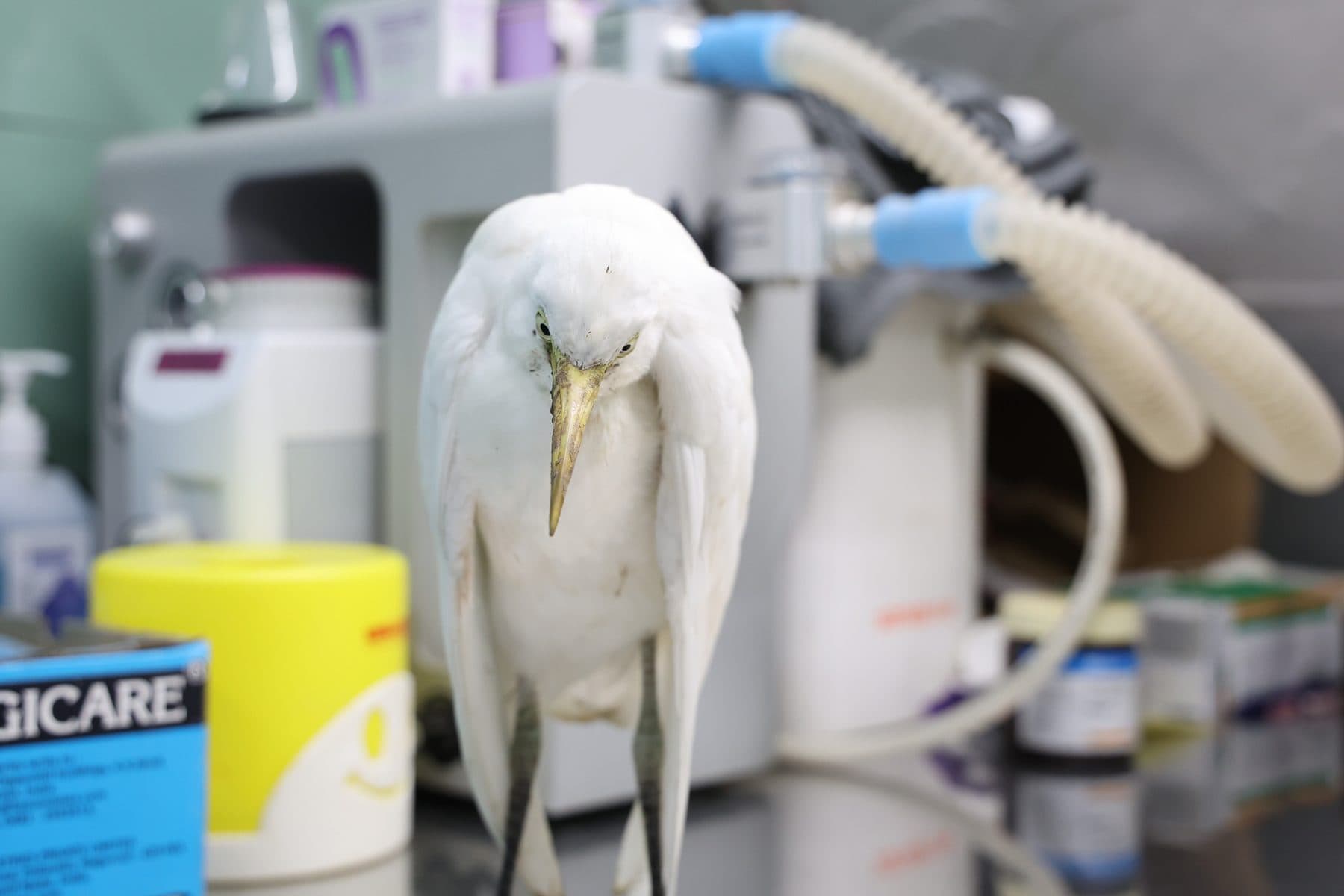 Cattle Egret in the Clinic