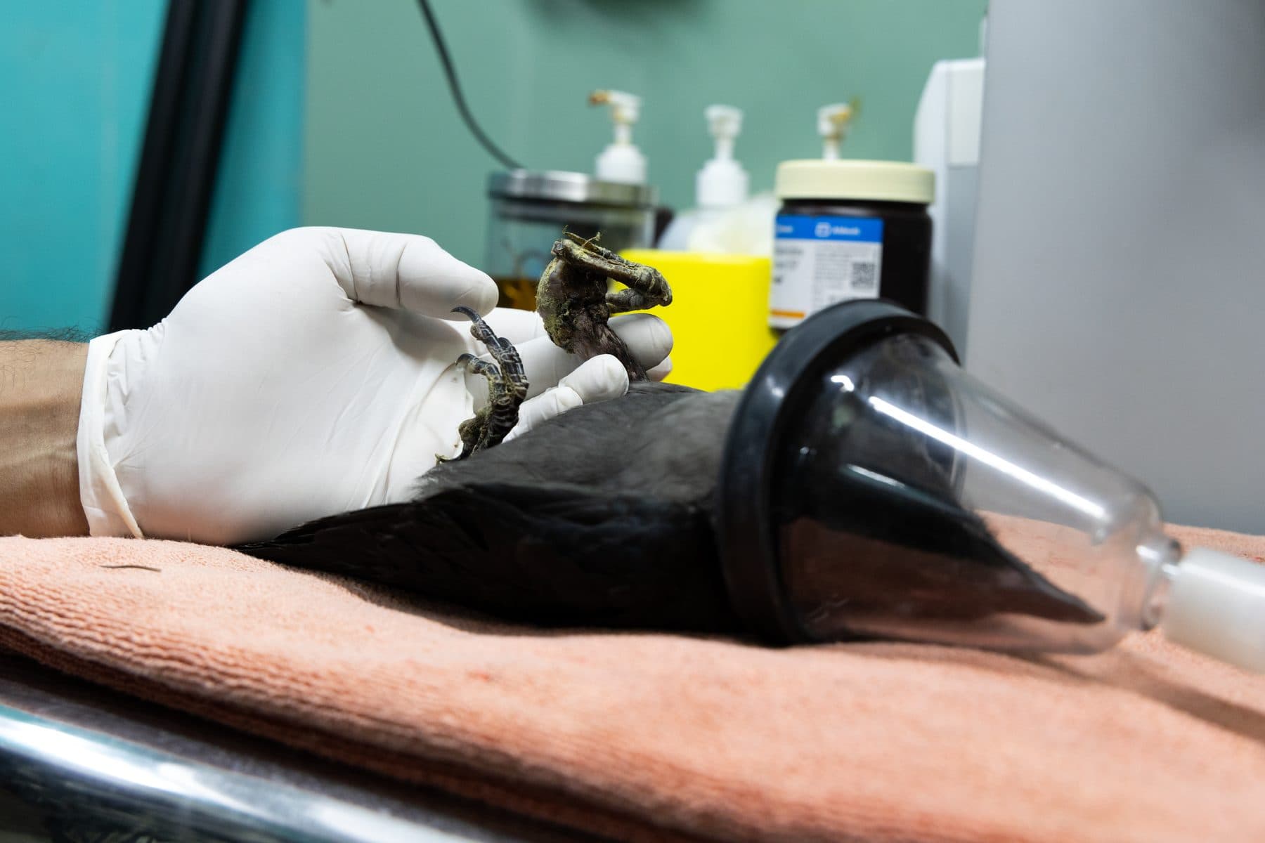 Crow Under Gas Anesthesia