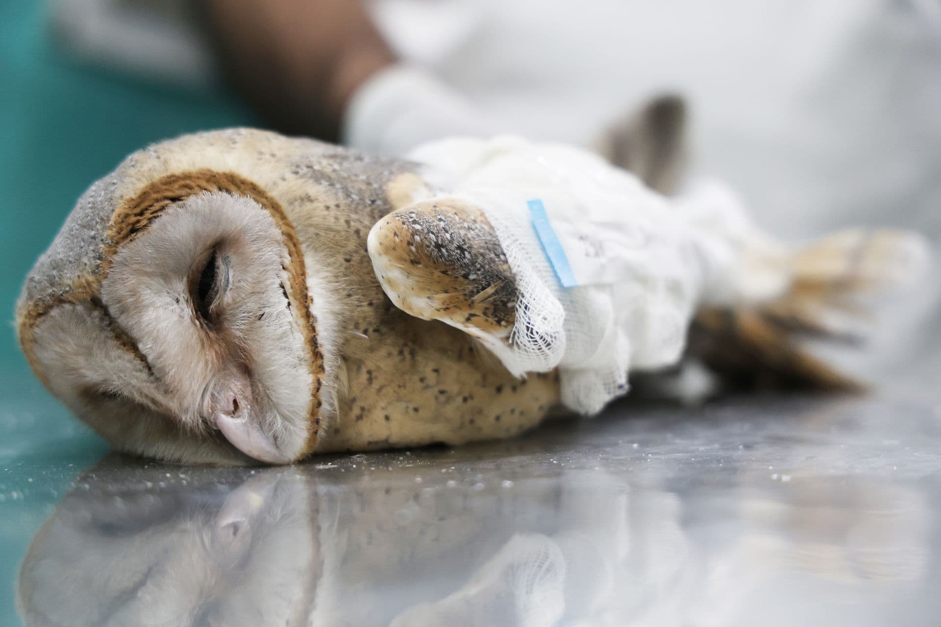 Barn Owl lying on examination table with bandaged wing, showing its distinctive heart-shaped face during treatment at Wildlife Rescue