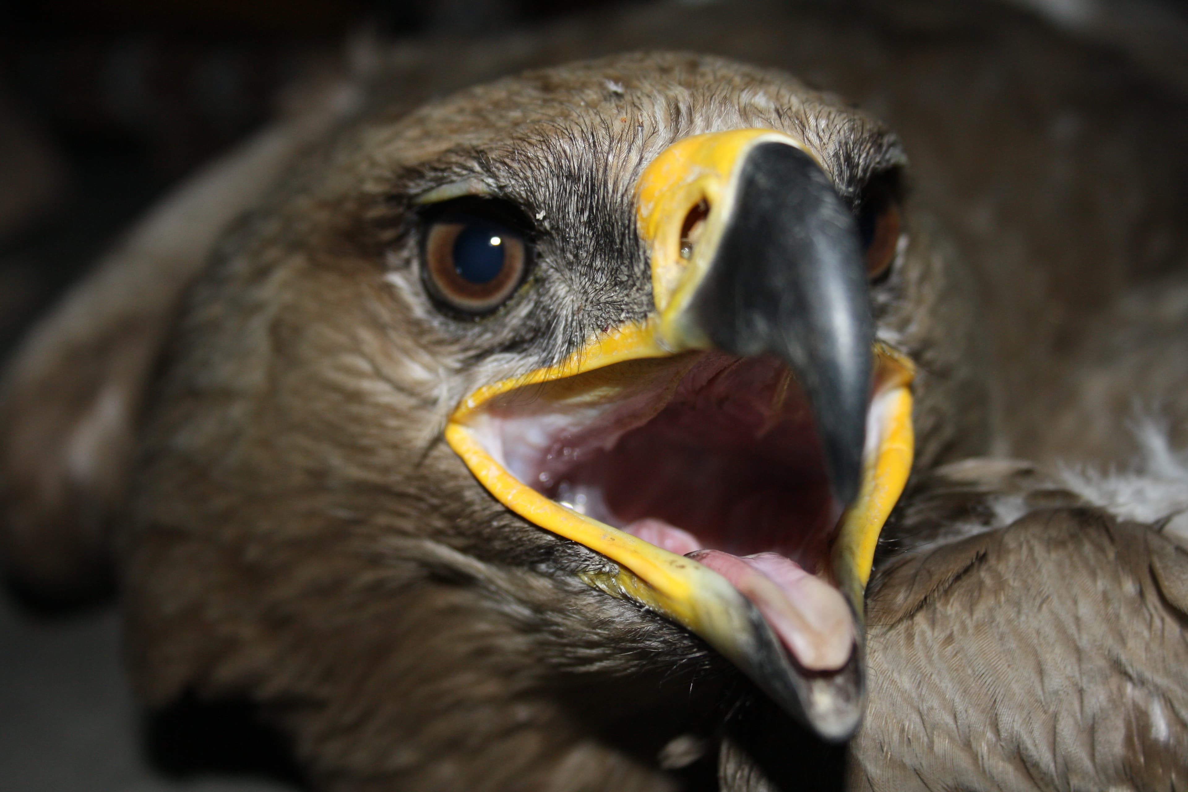 Close-up of a Steppe Eagle with open beak, showing its powerful yellow gape and piercing brown eye