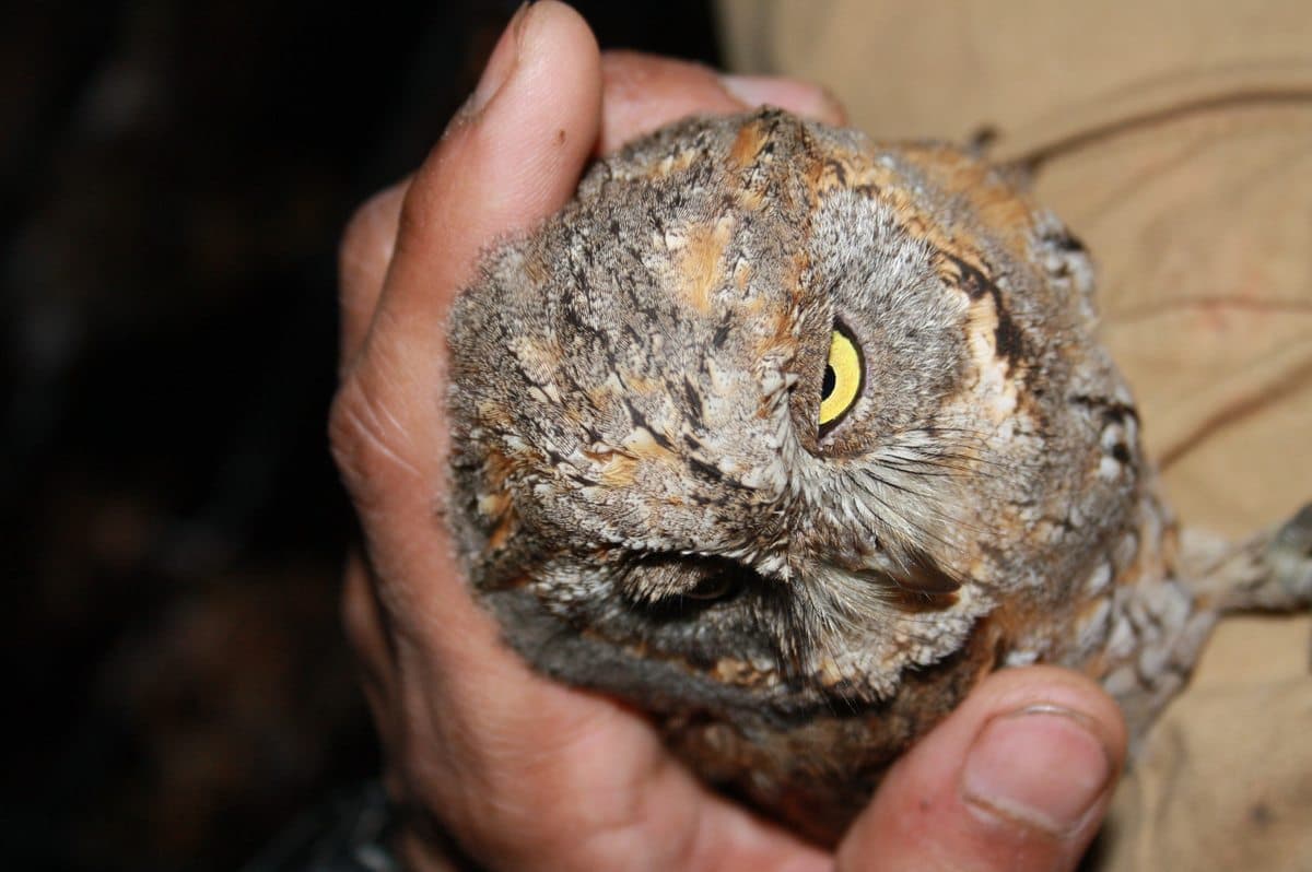 Early days at the rescue