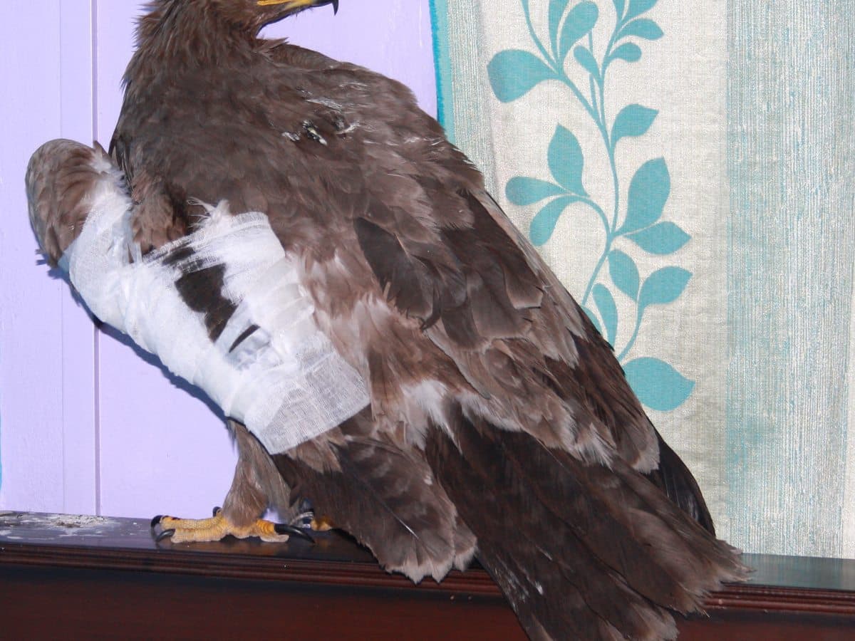 Steppe Eagle — Early Case
