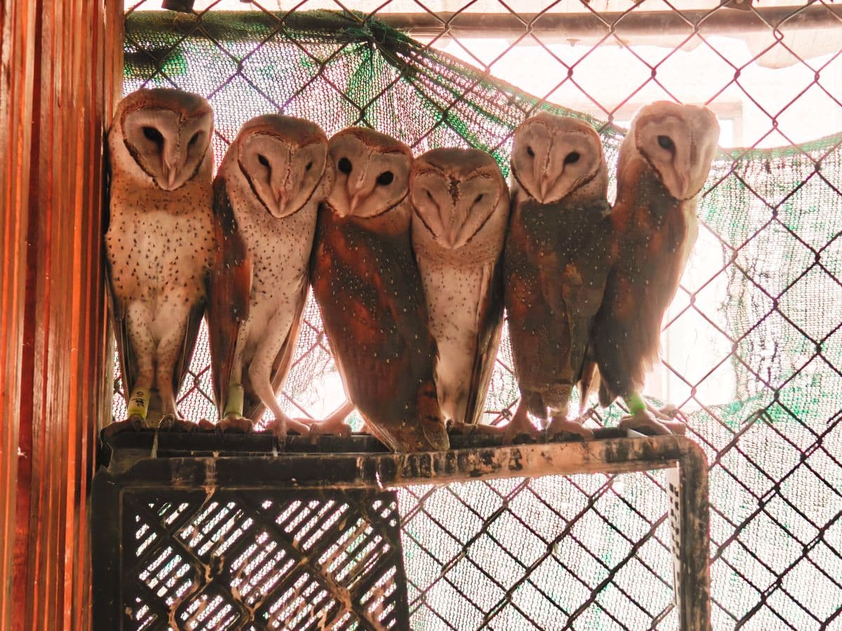 Six fully-grown Barn Owls perched side by side inside the pre-release aviary at Wildlife Rescue, facing the camera just before release