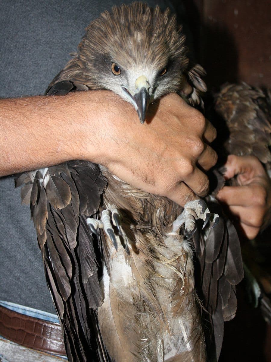 Black Eared Kite (Milvus migrans lineatus)
