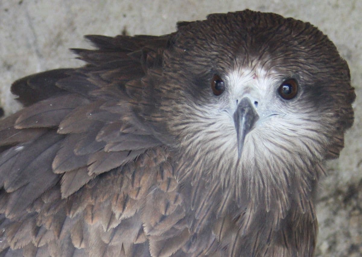 Black Kite (Milvus migrans)