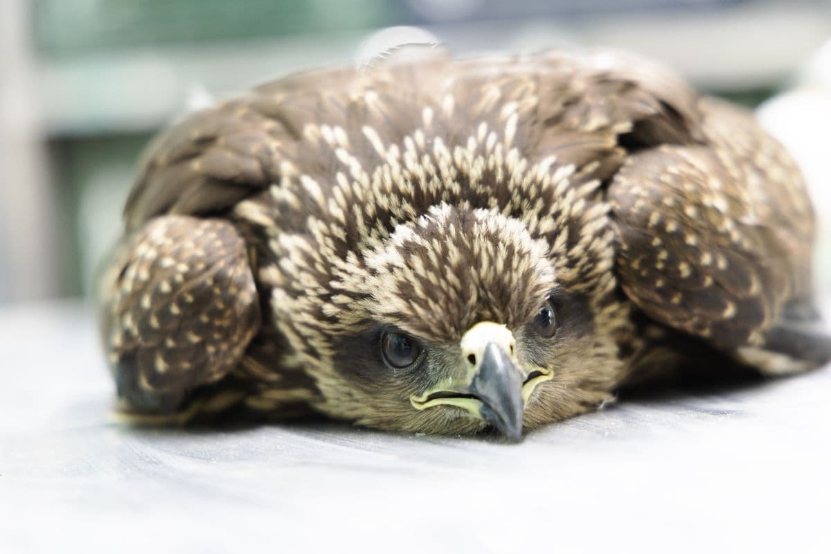 Black Kite resting on clinic examination table — spotted juvenile plumage visible during treatment at Wildlife Rescue