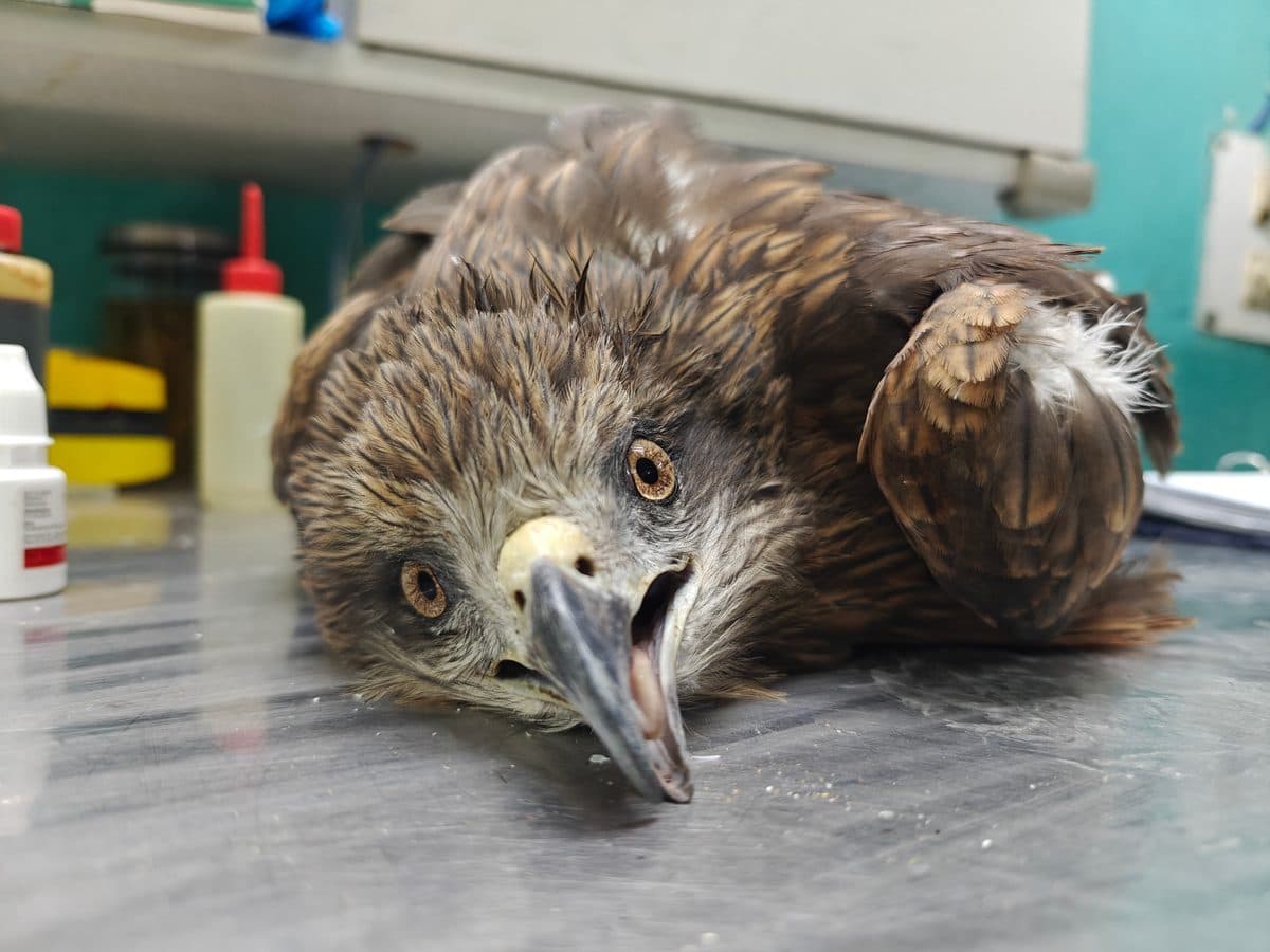 Black Kite in care at Wildlife Rescue clinic