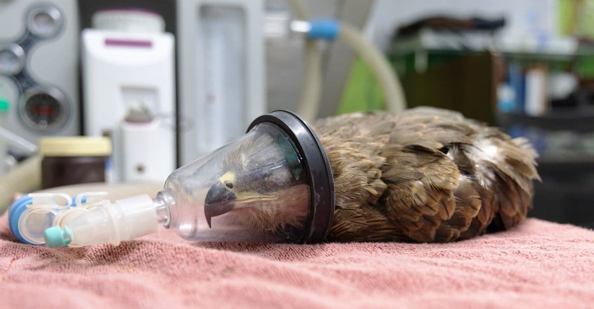 Black Kite under isoflurane gas anesthesia with face mask during surgical procedure at Wildlife Rescue