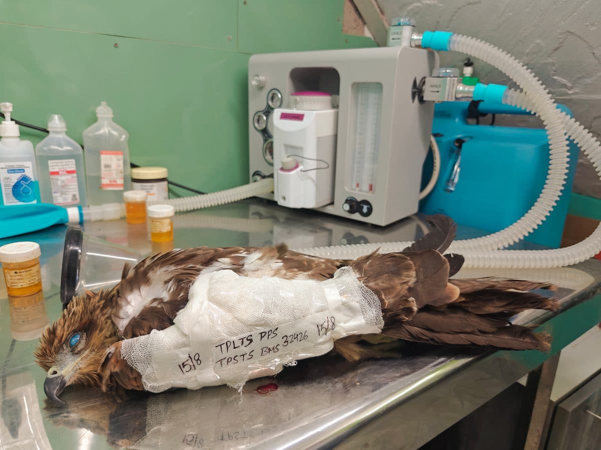 Black Kite recovering from anesthesia after wing repair surgery — wound caused by manja (paper kite flying thread) infection, at Wildlife Rescue