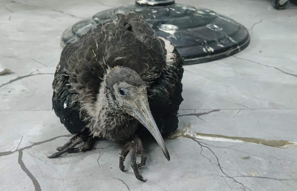 Black Naped Ibis in care at Wildlife Rescue — showing the species' distinctive black neck patch and long curved bill