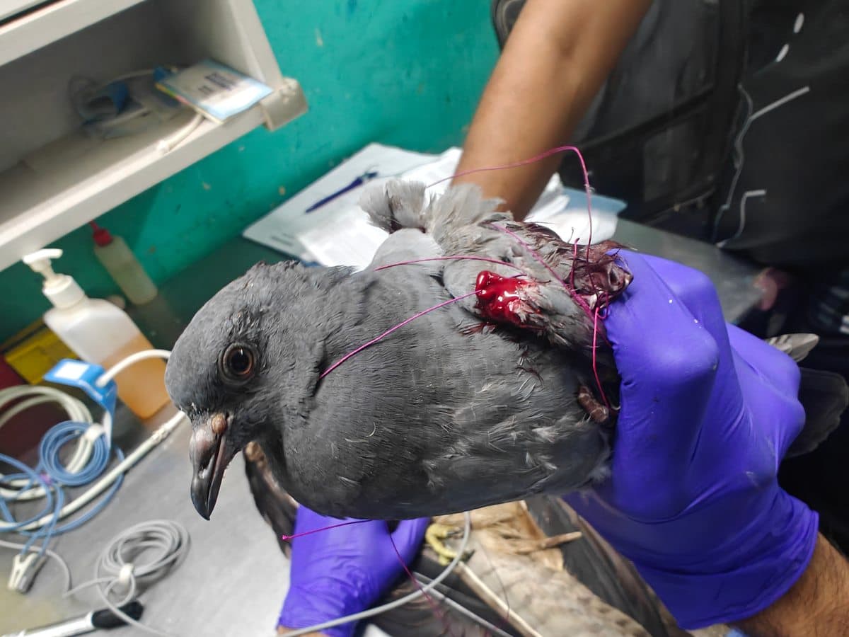 Blue Rock Pigeon (Columba livia)