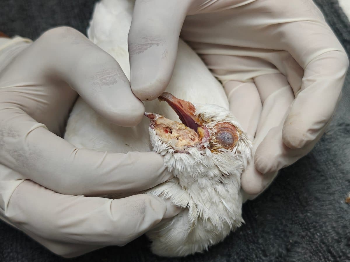 Blue Rock Pigeon during treatment at Wildlife Rescue