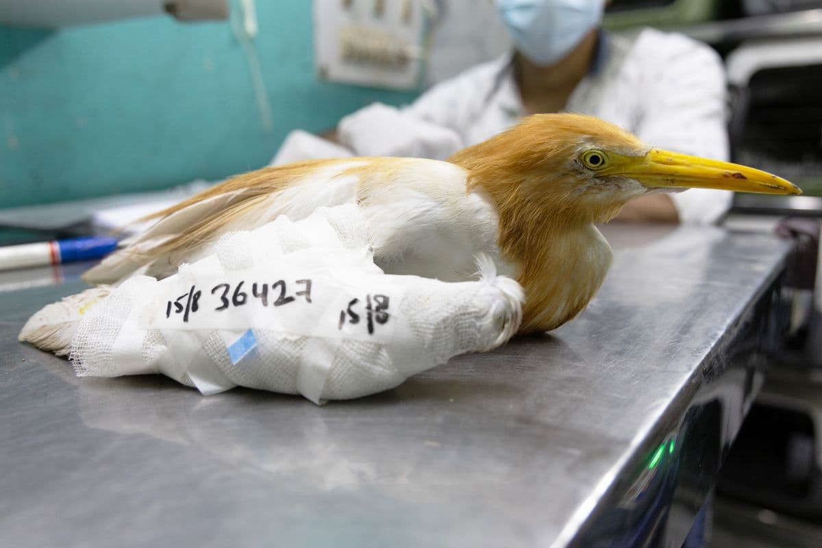 Cattle Egret with bandaged wing on clinic examination table — case number visible on wrapping during treatment at Wildlife Rescue