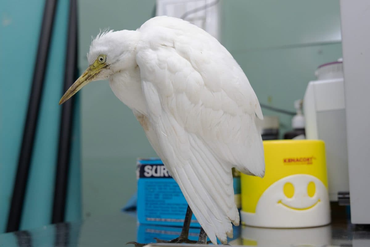 Wetland Birds (Various species)