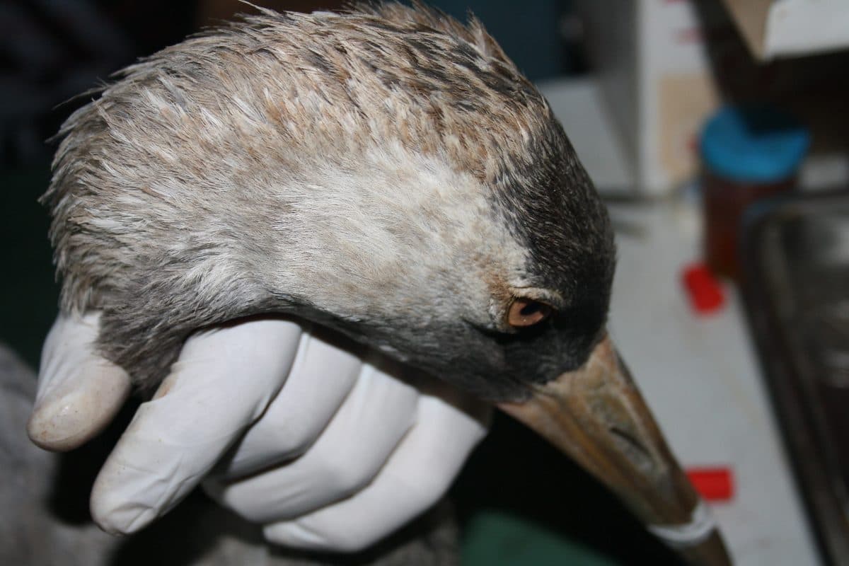 Crane in care at Wildlife Rescue clinic