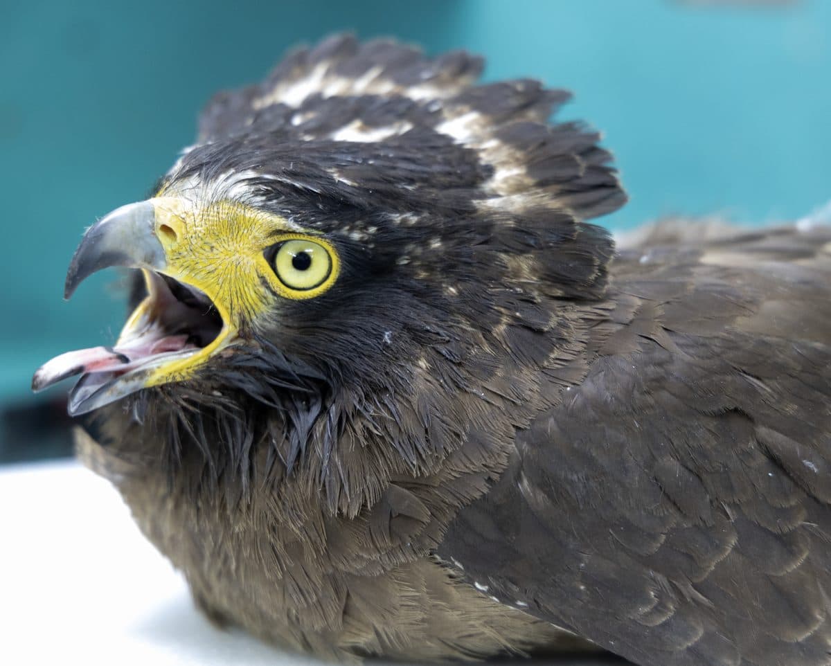 Eagles (Various species)