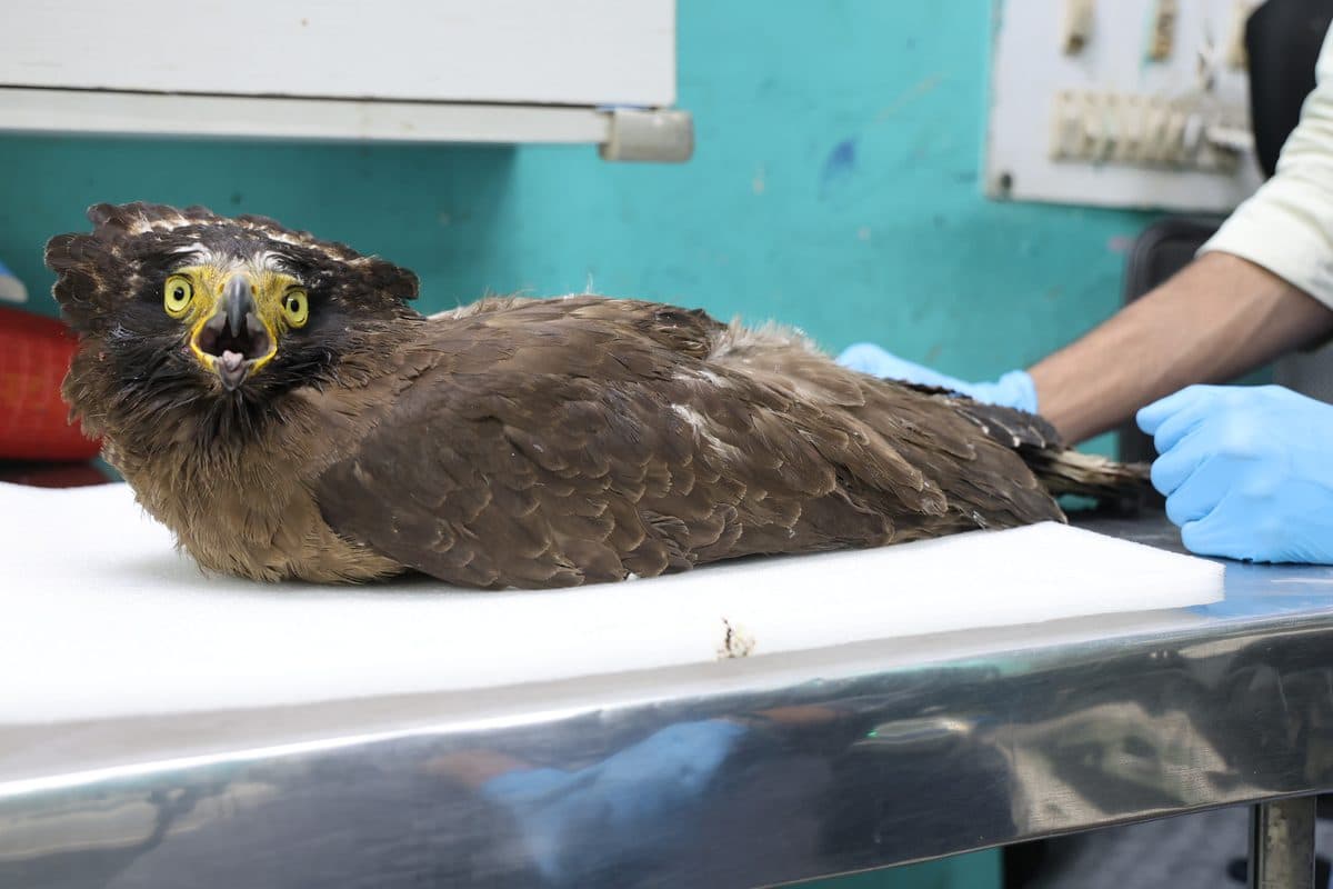 Crested Serpent Eagle on examination table during treatment at Wildlife Rescue