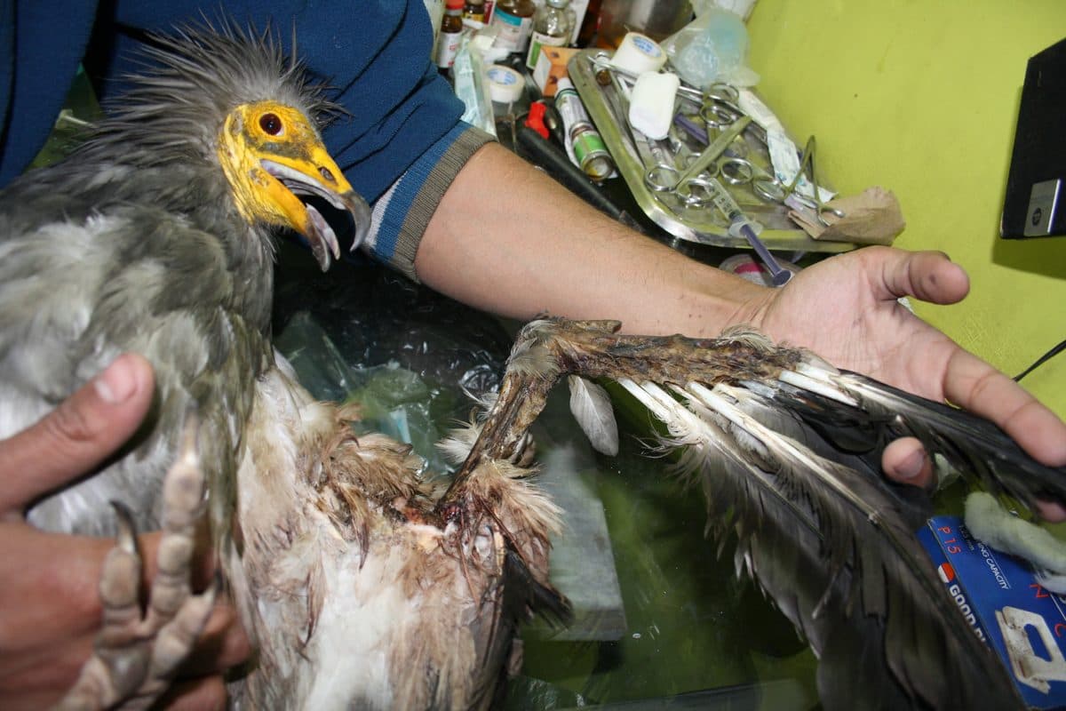 Egyptian Vulture (Neophron percnopterus)