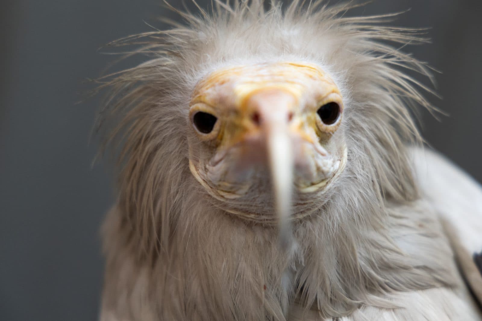 Egyptian Vulture (Neophron percnopterus)