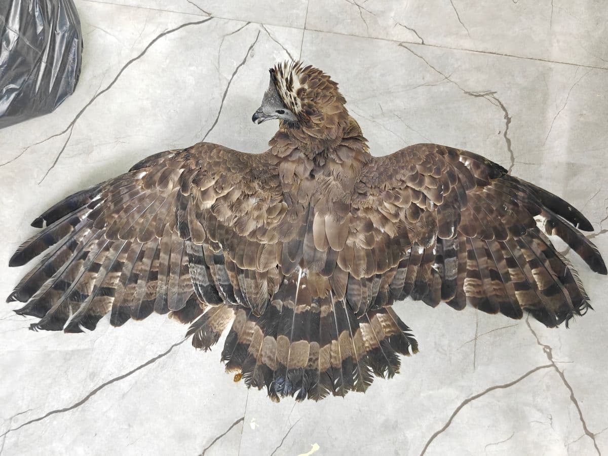 Oriental Honey Buzzard wings-spread view showing detailed feather pattern and barred tail