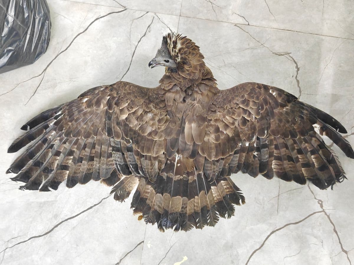 Oriental Honey Buzzard (Pernis ptilorhynchus)