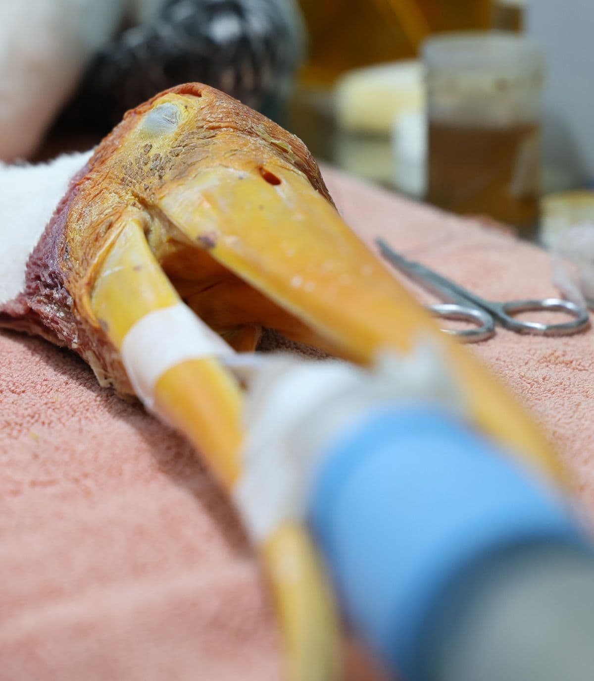 Painted Stork under treatment with endotracheal tube — close-up of distinctive yellow-orange beak during surgical procedure at Wildlife Rescue