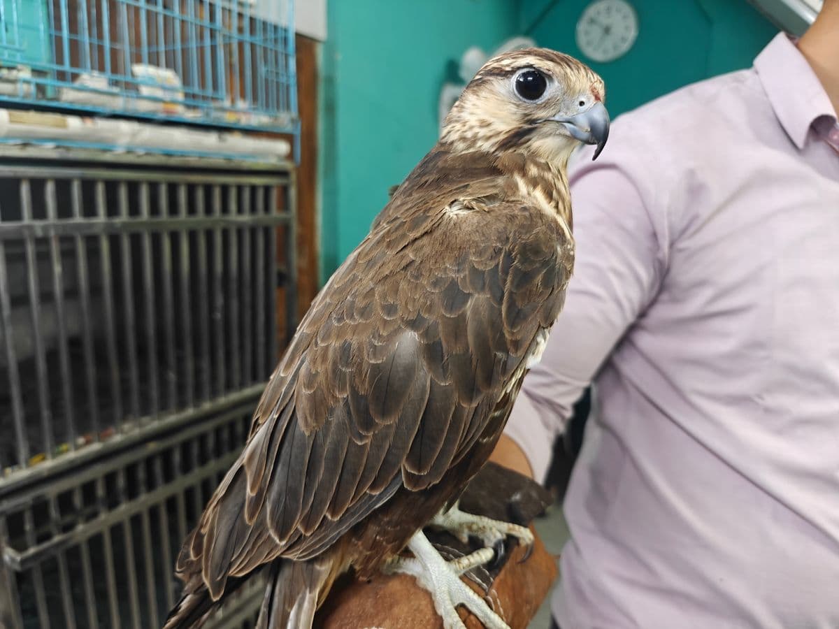 Falcon held by handler during examination at Wildlife Rescue, showing brown plumage and alert expression