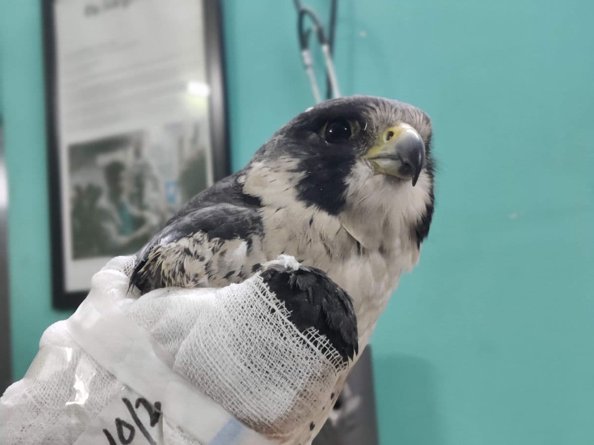 Peregrine Falcon with body bandage during treatment, showing slate-grey and white plumage