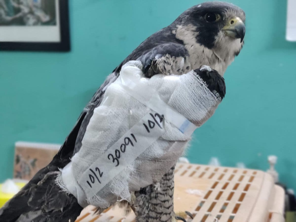 Peregrine Falcon in recovery with treatment bandage and case notes, perched at Wildlife Rescue clinic