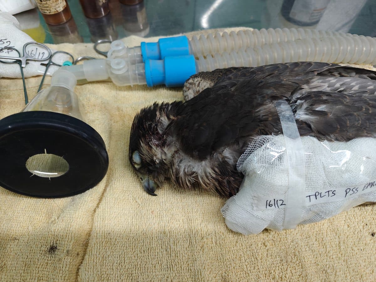 Peregrine Falcon at Wildlife Rescue clinic
