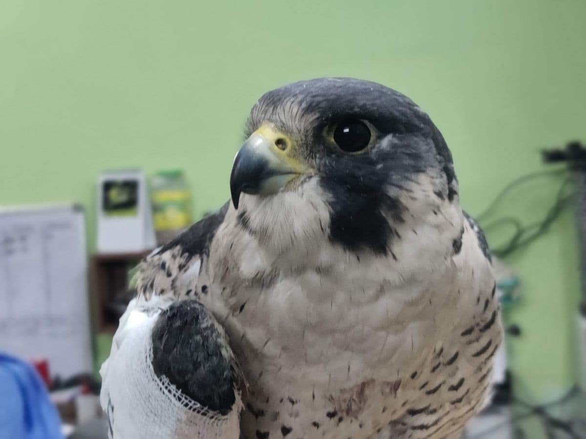 Peregrine Falcon (Falco peregrinus)