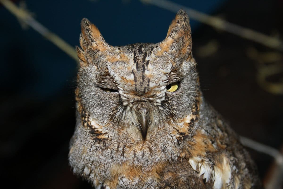 Indian Scops Owl with one eye half-open, showing distinctive ear tufts and grey-rufous plumage