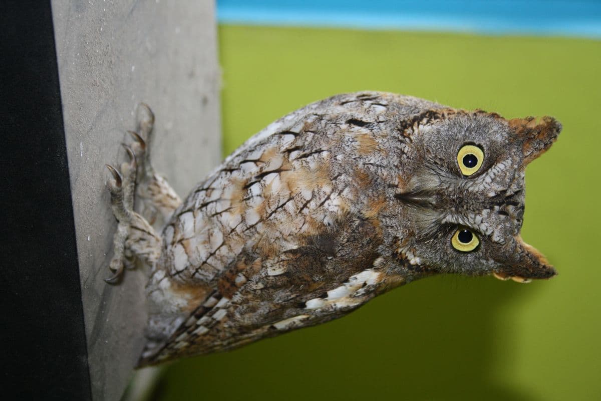Indian Scops Owl peering sideways with bright yellow eyes, showing camouflaged feather pattern